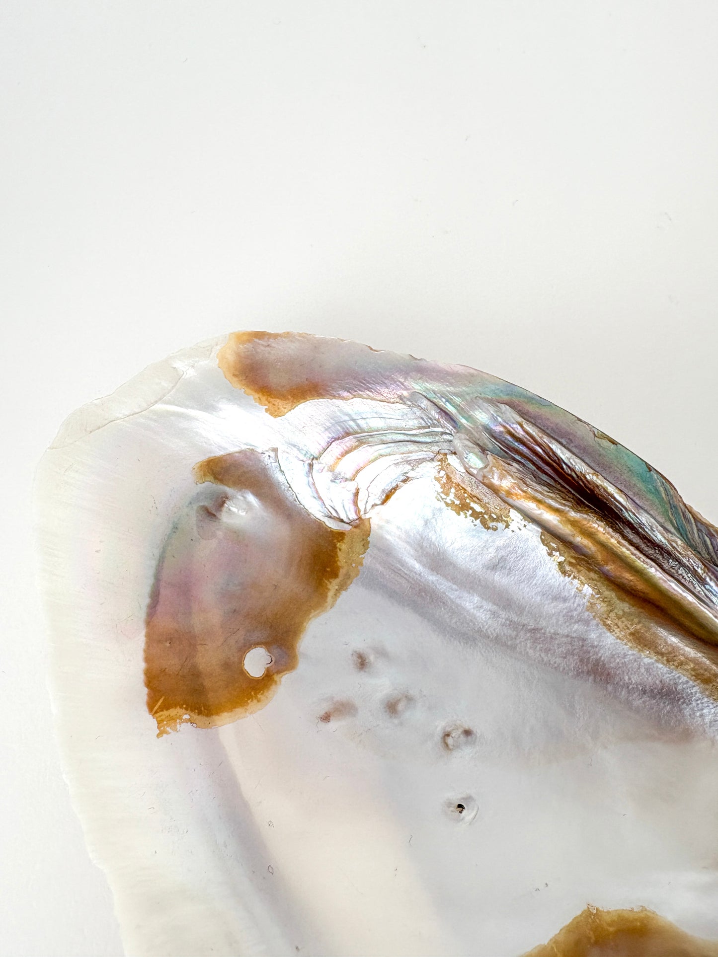 mother of pearl shell catchall