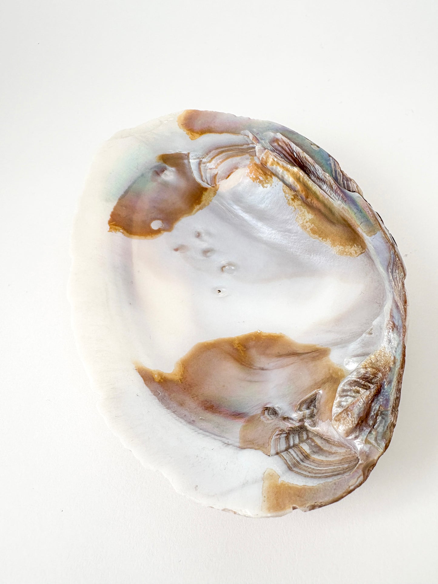 mother of pearl shell catchall